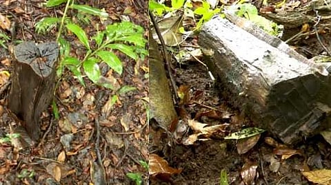 EXCLUSIVE | കോന്നി വനം ഡിവിഷനിൽ വ്യാപക മരം മുറി; സംഭവം ശ്രദ്ധയിൽപ്പെട്ടിട്ടില്ലെന്ന് വനം വകുപ്പ്