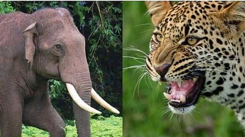 പുലിയും, ആനയും കാട്ട് പന്നിയുമെല്ലാം ജനവാസ മേഖലയിൽ; ഭീതിയോടെ കൊല്ലം ജില്ലയുടെ കിഴക്കൻ മലയോര മേഖല