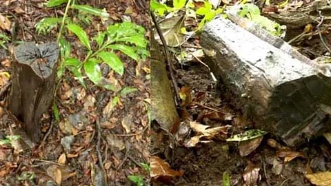 IMPACT| കോന്നി വനം ഡിവിഷനിലെ മരംമുറി; അന്വേഷണം നടത്തുമെന്ന് വനംവകുപ്പ് മന്ത്രിയുടെ ഉറപ്പ്