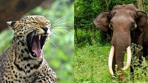 ആനയും പുലിയുമെല്ലാം പകൽ സമയത്തും; മരണഭീതിയിൽ കൊല്ലത്തെ കിഴക്കൻ മലയോര മേഖല