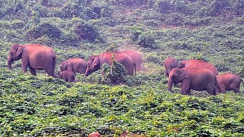 IMPACT | വരന്തരപ്പിള്ളി പഞ്ചായത്തിലെ വന്യമൃഗ ശല്യം പരിഹരിക്കാൻ ഇടപെടൽ; 5 ലക്ഷം രൂപ അടിയന്തിരമായി അനുവദിച്ചു