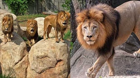 കാമുകിയെ ഇംപ്രസ് ചെയ്യാൻ ക്യാമറയുമായി സിംഹക്കൂട്ടിൽ ചാടി;യുവാവിനെ സിംഹം കൊന്നുതിന്നു