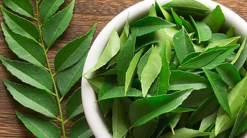 കറിവേപ്പില നിസ്സാരക്കാരനല്ല കേട്ടോ; ജീവിത ശൈലീരോഗങ്ങളെ പ്രതിരോധിക്കാം