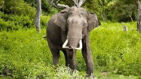 കാട്ടാനഭീതിയിൽ ഇടുക്കി; ഒരു വർഷത്തിനിടെ കാട്ടാനയാക്രമണത്തിൽ കൊല്ലപ്പെട്ടത് ഏഴ് പേർ