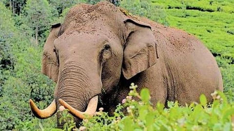 വർധിക്കുന്ന വന്യജീവി ആക്രമണം; എട്ടു വർഷത്തിനുള്ളിൽ നഷ്ടമായത് 809 ജീവനുകൾ