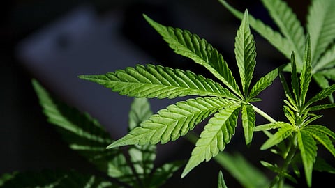 ശബരിമല സന്നിധാനത്ത് നിന്ന് കഞ്ചാവ് പിടികൂടി; കണ്ടെത്തിയത് തമിഴ്നാട് സ്വദേശിയായ തീർഥാടകനിൽ നിന്ന്