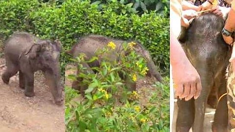 വയനാട് മുള്ളൻകൊല്ലി ഭാഗത്തെത്തിയ കുട്ടിയാനയെ വനം വകുപ്പ് പിടികൂടി