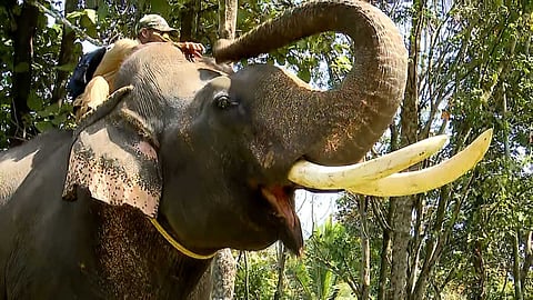 പുല്പ്പള്ളിയിലെ കടുവയെ പിടികൂടാന് രണ്ട് കുങ്കിയാനകൾ, വിക്രമും സുരേന്ദ്രനും; തെരച്ചിൽ തുടരുന്നു