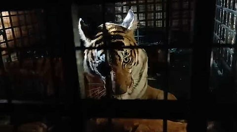 പത്ത് ദിവസത്തെ പരിശ്രമം; അമരക്കുനിയില് ഭീതി പടര്ത്തിയ കടുവ കൂട്ടിലായി
