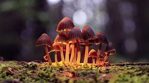 മാജിക് മഷ്റൂമിനെ ലഹരി പദാർഥമായി കണക്കാക്കാനാവില്ല: ഹൈക്കോടതി