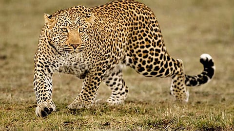 വീണ്ടും പുലിയിറങ്ങി; പത്തനാപുരത്ത് കണ്ടത് പുലിയുടെ കാല്പാദമെന്ന് സ്ഥിരീകരിച്ച് വനം വകുപ്പ്