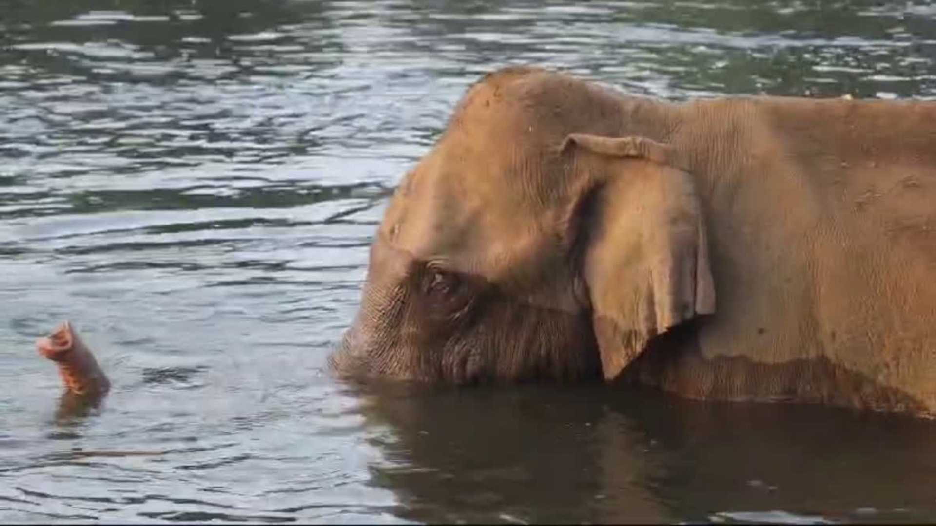 മസ്തകത്തിൽ മുറിവേറ്റ കാട്ടാനയ്ക്ക് ചികിത്സ ഉറപ്പാക്കും; ഡോ. അരുൺ സക്കറിയയും സംഘവും അതിരപ്പിള്ളിയിലേക്ക്