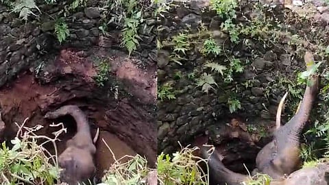 മലപ്പുറത്ത് കിണറ്റിൽ വീണ കാട്ടാനയെ രക്ഷിക്കാനുള്ള ശ്രമം തുടരുന്നു; പ്രതിഷേധവുമായി നാട്ടുകാർ