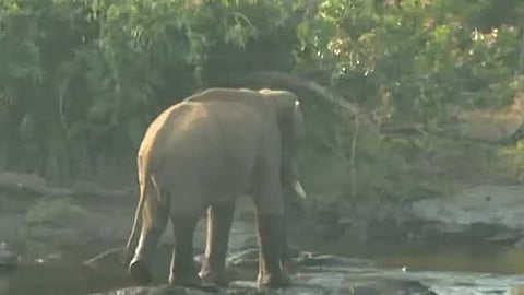 അതിരപ്പിള്ളിയിൽ മസ്തകത്തിന് പരിക്കേറ്റ ആനയെ കണ്ടെത്താനായില്ല; ദൗത്യം നാളെയും തുടരും