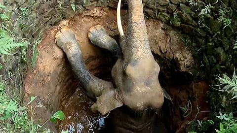 ഊർങ്ങാട്ടിരിയിൽ കിണറ്റിൽ വീണ ആനയെ ഇന്ന് രാത്രി തന്നെ രക്ഷപ്പെടുത്തുമെന്ന് വനം വകുപ്പ്