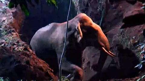 20 മണിക്കൂർ നീണ്ട രക്ഷാദൗത്യം; മലപ്പുറത്ത് കിണറ്റിൽ വീണ കാട്ടാനയെ പുറത്തെത്തിച്ചു