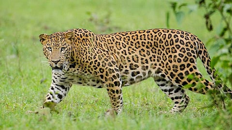 പുലിപ്പേടിയിൽ കാസർഗോഡ് ഇരിയണ്ണി; ശാശ്വത പരിഹാരം വേണമെന്ന് നാട്ടുകാർ