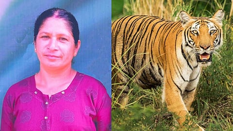 പഞ്ചാരക്കൊല്ലിയിലെ കടുവയെ പിടിക്കുകയോ വെടിവെച്ച് കൊല്ലുകയോ ചെയ്യും; രാധയുടെ കുടുംബത്തിന് 11 ലക്ഷം നൽകും, നാളെ ഹർത്താൽ