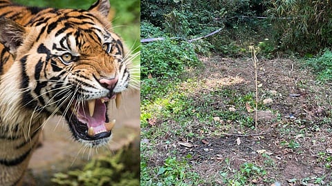പഞ്ചാരക്കൊല്ലിയിൽ വീണ്ടും കടുവയെ കണ്ടെന്ന് നാട്ടുകാർ; കാടിനുള്ളിൽ നിന്ന് ശബ്ദം കേട്ടുവെന്ന് വനംവകുപ്പ്