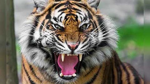 കടുവയുടെ സാന്നിധ്യം; പഞ്ചാരക്കൊല്ലിയിൽ നിരോധനാജ്ഞ