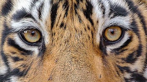 വൈത്തിരിയിലും കടുവ? അറമല ഭാഗത്ത് കടുവയെ കണ്ടതായി പ്രദേശവാസി