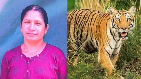 കടുവ ആക്രമണത്തില് കൊല്ലപ്പെട്ട രാധയുടെ സംസ്കാരം ഇന്ന്; നരഭോജി കടുവയ്ക്കായി തെരച്ചിൽ ഊർജിതം