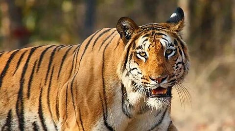 പഞ്ചാരക്കൊല്ലിയിലെ നരഭോജി കടുവ കാണാമറയത്ത്; കടുവ വയനാട് ഡാറ്റാ ബേസിൽ ഉള്ളതല്ലെന്ന് സൂചന