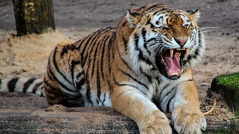 പഞ്ചാരക്കൊല്ലി കടുവ ദൗത്യം: തെരച്ചിൽ സംഘത്തിലെ ആർആർടി അംഗത്തിന് നേരെ കടുവ ആക്രമണം