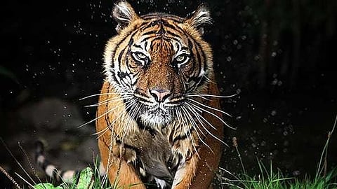 'പഞ്ചാരക്കൊല്ലിയിലേത് നരഭോജി കടുവ, വെടിവെച്ച് കൊല്ലാം'; ഉത്തരവ് പുറത്തിറക്കി