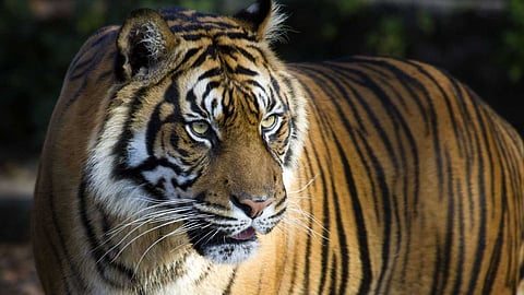 കടുവാ ദൗത്യം: പഞ്ചാരക്കൊല്ലിയിലും സമീപ പ്രദേശങ്ങളിലും നാളെ കർഫ്യൂ