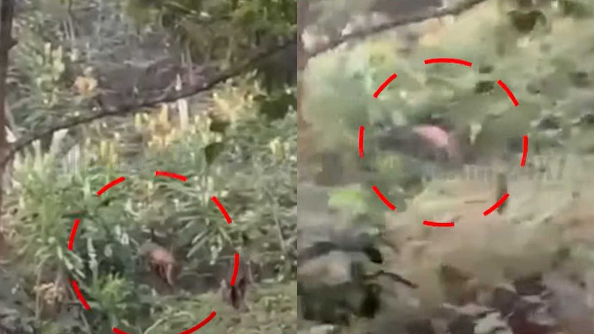 കടുവാഭീതി ഒഴിയും മുൻപെ... കൽപ്പറ്റയിൽ പുലിയെ കണ്ടെന്ന് നാട്ടുകാർ