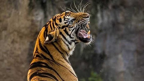 പഞ്ചാരക്കൊല്ലി കടുവാ ദൗത്യം; ഇന്ന് അഞ്ച് ഇടത്ത് 48 മണിക്കൂർ കർഫ്യൂ