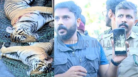 പഞ്ചാരക്കൊല്ലിയിലെ നരഭോജി കടുവ ചത്തനിലയിൽ; വെടിയേറ്റല്ലെന്ന് സൂചന, കർഫ്യൂ പിൻവലിച്ചു