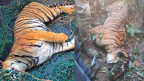 കടുവയുടെ വയറ്റില് വസ്ത്രത്തിന്റേയും മുടിയുടേയും ഭാഗങ്ങള്; മരണ കാരണം കഴുത്തിലെ ആഴമേറിയ നാല് മുറിവുകള്