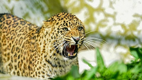 വയനാട്ടിൽ പുലിയുടെ ആക്രമണം; യുവാവിനെ ആശുപത്രിയിൽ പ്രവേശിപ്പിച്ചു