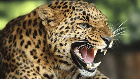 പത്തനാപുരത്ത് വീണ്ടും പുലിയിറങ്ങി; ജനങ്ങൾ ആശങ്കയിൽ: പരിശോധന ശക്തമാക്കി വനം വകുപ്പ്