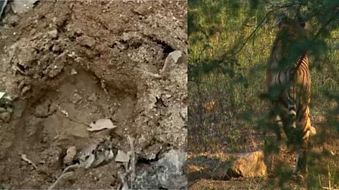 കാല്പ്പാടുകള് കടുവയുടേതോ പുലിയുടേതോ; ആശങ്കയില് ചതിരൂര് നീലായി നിവാസികള്