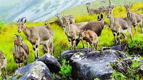 ഇരവികുളം ദേശിയോദ്യാനത്തില് വരയാട്ടിന് കുഞ്ഞുങ്ങള് പിറന്ന് തുടങ്ങി; ഫെബ്രുവരി 1 മുതല് സന്ദര്ശകര്ക്ക് വിലക്ക്