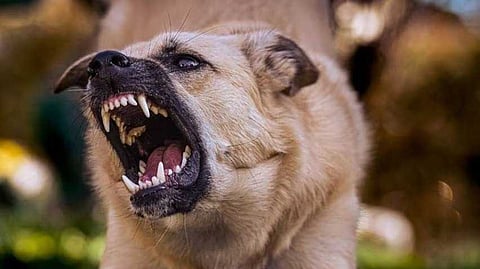 ആലപ്പുഴയിൽ തെരുവുനായ ആക്രമണത്തിൽ നാല് പേര്ക്ക് പരിക്ക്; രണ്ടു പേരുടെ മുഖം നായ കടിച്ചു കീറി