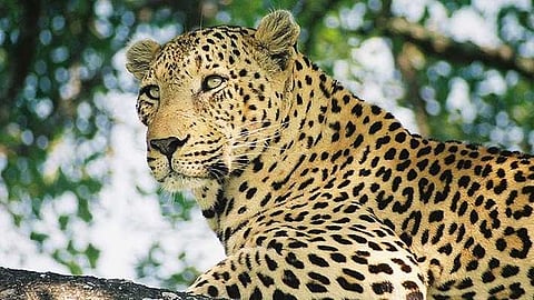 പന്നിക്കെണിയിൽ നിന്ന് രക്ഷപ്പെട്ട പുലിക്കായി തെരച്ചിൽ; ആശങ്കയോടെ കാസർഗോഡ് കൊളത്തൂർ നിവാസികൾ