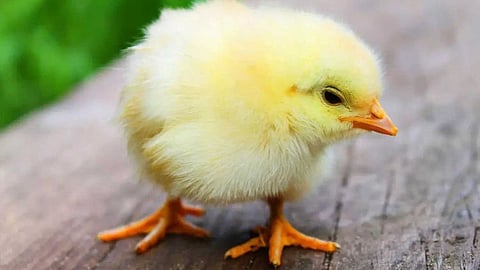 ചൂട് കിട്ടാൻ ഹീറ്റ് ലാമ്പിനടിയിൽ വച്ചു; കോഴിക്കുഞ്ഞ് തീപിടിച്ച് കരിഞ്ഞുപോയി