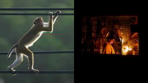 ശ്രീലങ്കയെ ഇരുട്ടിലാക്കിയത് കുരങ്ങന്മാർ; രാജ്യവ്യാപക പവർക്കട്ടിന് വിചിത്ര വിശദീകരണവുമായി ഊർജമന്ത്രി