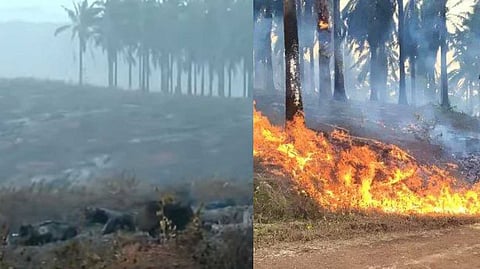 കുളത്തൂപ്പുഴയിലെ എണ്ണപ്പനത്തോട്ടത്തിലെ തീപിടിത്തത്തില് ദുരൂഹത; ബോധപൂര്വം തീ ഇട്ടതെന്ന് സംശയം