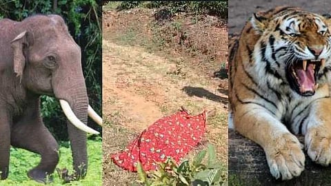 വന്യമൃഗ ശല്യം രൂക്ഷം: പ്രശ്നപരിഹാരത്തിനായി വയനാടിന് 50 ലക്ഷം രൂപ അനുവദിച്ച് സർക്കാർ