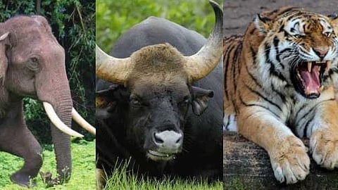 ജീവൻ പണയം വെച്ച് ജനങ്ങൾ; അറുതിയില്ലാതെ വന്യജീവി ആക്രമണങ്ങൾ