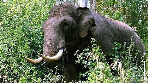 പുത്തുമലയില് എട്ട് വര്ഷത്തിനിടെ കാട്ടാന ആക്രമണത്തില് കൊല്ലപ്പെട്ടത് ആറ് പേര്; നടക്കും മാറാതെ തോട്ടം മേഖല