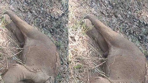 അതിരപ്പിള്ളിയില് കുട്ടിയാന ചരിഞ്ഞത് കടുവയുടെ ആക്രമണത്തില്; ജഡത്തിനരികെ അമ്മയാന അടക്കം 15 ഓളം ആനകള്
