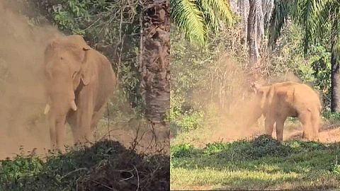 മസ്തകത്തിലെ മുറിവില് നിന്നും പുഴു അരിച്ചിറങ്ങുന്നു; അവശനിലയില് അതിരപ്പിള്ളിയിലെ ഒറ്റയാന്