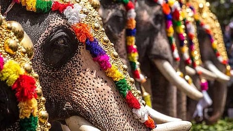 കോഴിക്കോട് ജില്ലയില് ഫെബ്രുവരി 21 വരെ എല്ലാ ആന എഴുന്നള്ളിപ്പുകളും ഒഴിവാക്കും