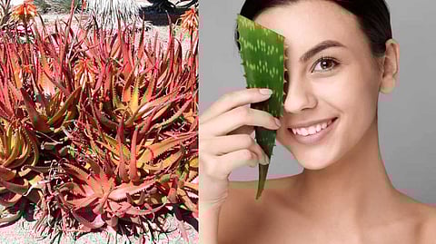 സൗന്ദര്യ വര്ധനവിന് ചുവന്ന കറ്റാര് വാഴ! പിന്നില് തട്ടിപ്പോ?
